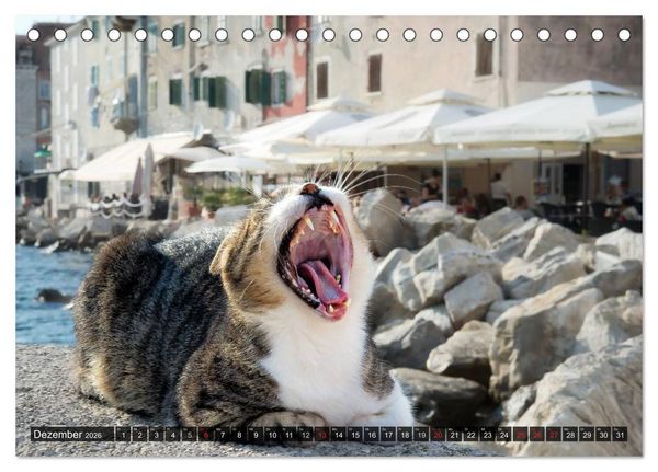 Produktbild: Die Katzen von Rovinj (Tischkalender 2026 DIN A5 quer), CALVENDO Monatskalender