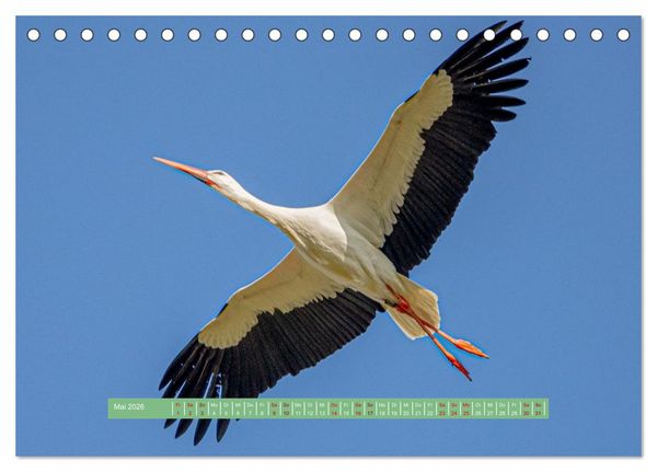 Produktbild: Wolfsburg - einfach tierisch (Tischkalender 2026 DIN A5 quer), CALVENDO Monatskalender