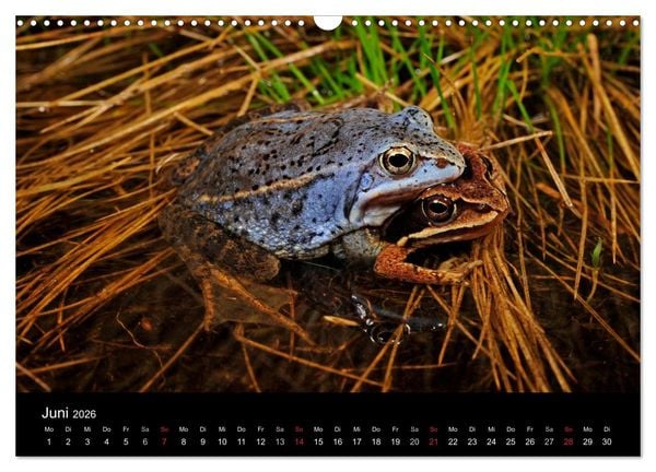 Produktbild: Fr&ouml;sche (Wandkalender 2026 DIN A3 quer), CALVENDO Monatskalender