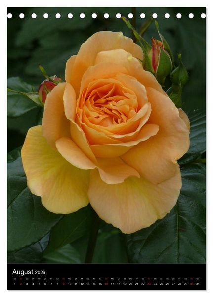 Produktbild: Zauberhafte Rosen (Tischkalender 2026 DIN A5 hoch), CALVENDO Monatskalender