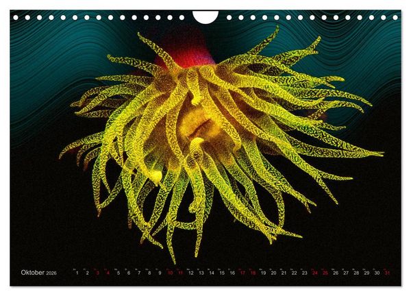 Produktbild: Artwork Unterwasser - Erlebnis Tauchen (Wandkalender 2026 DIN A4 quer), CALVENDO Monatskalender