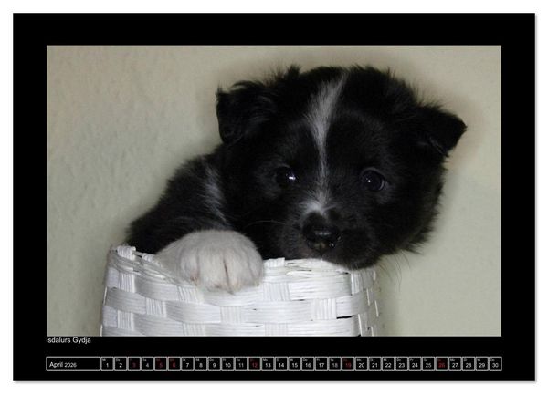 Produktbild: Islandhund - Welpen / CH-Version (Wandkalender 2026 DIN A4 quer), CALVENDO Monatskalender