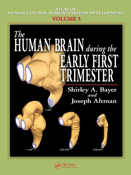 Produktbild: The Human Brain During the Early First Trimester