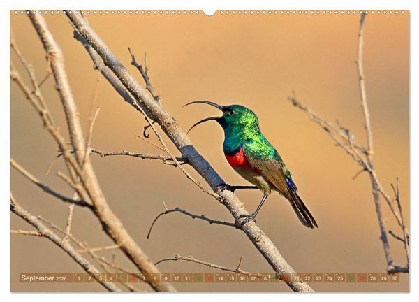 Produktbild: V&ouml;gel in Afrika - Magie der Farben (Wandkalender 2026 DIN A2 quer), CALVENDO Monatskalender