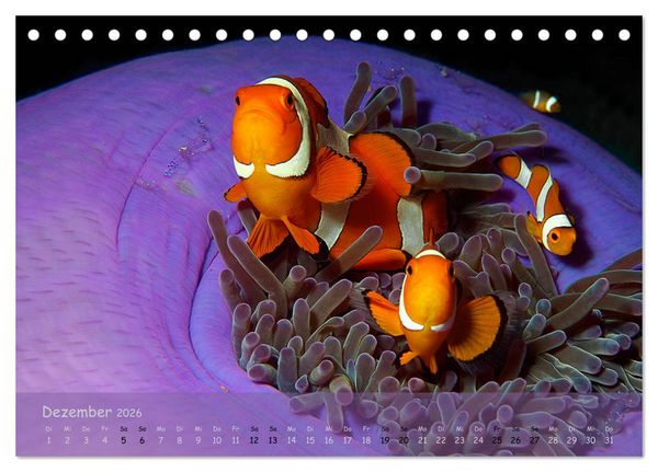 Produktbild: Anemonenfische - Streitbare Gesellen (Tischkalender 2026 DIN A5 quer), CALVENDO Monatskalender