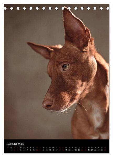 Produktbild: Stille Momente - Die sensible Seite der Hunde (Tischkalender 2026 DIN A5 hoch), CALVENDO Monatskalender
