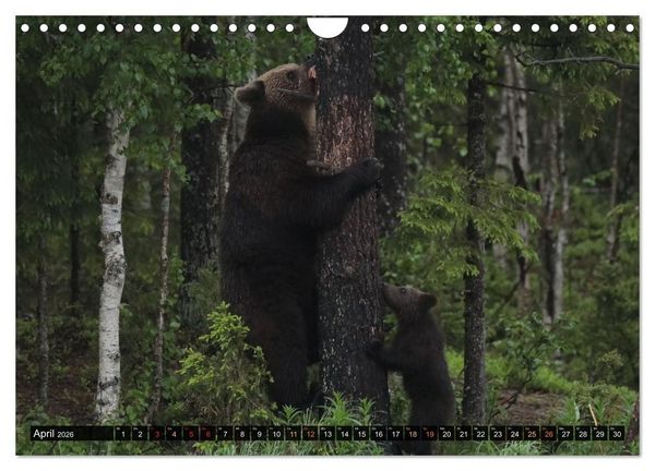 Produktbild: Die grandiose Tierwelt von Finnland (Wandkalender 2026 DIN A4 quer), CALVENDO Monatskalender