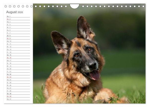 Produktbild: Deutsche Sch&auml;ferhunde Seelentr&ouml;ster (Wandkalender 2026 DIN A4 quer), CALVENDO Monatskalender