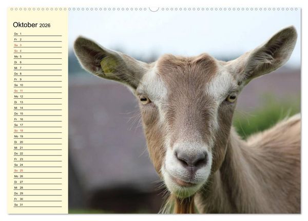Produktbild: Ziegen. Lustige Ausbruchsk&uuml;nstler (hochwertiger Premium Wandkalender 2026 DIN A2 quer), Kunstdruck in Hochglanz