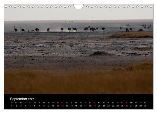 Produktbild: Wildlife Namibia (Wandkalender 2027 DIN A4 quer), CALVENDO Monatskalender