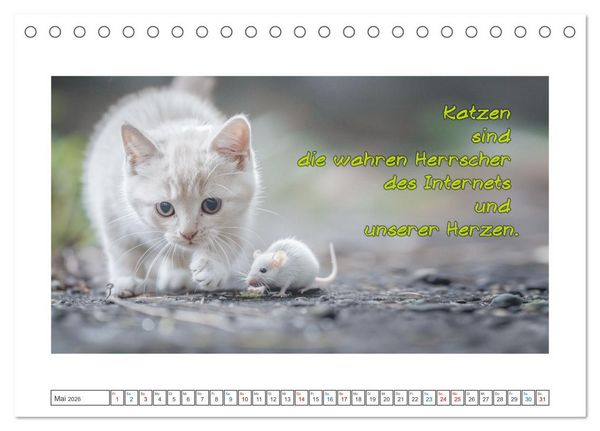 Produktbild: Katzenpower (Tischkalender 2026 DIN A5 quer), CALVENDO Monatskalender