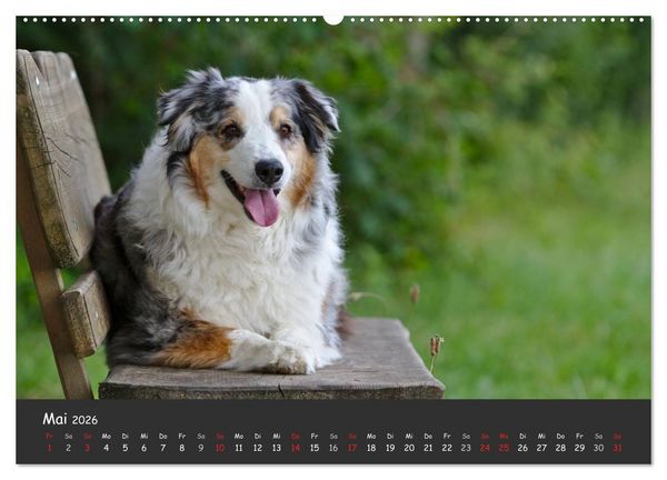 Produktbild: Australian Shepherd - Augenblicke (Wandkalender 2026 DIN A2 quer), CALVENDO Monatskalender