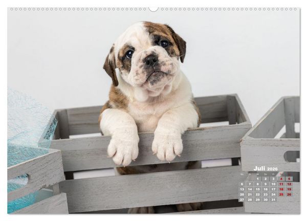 Produktbild: Old English Bulldog Welpen (hochwertiger Premium Wandkalender 2026 DIN A2 quer), Kunstdruck in Hochglanz