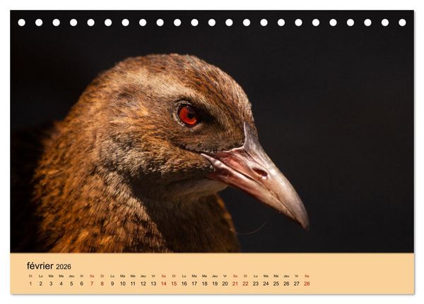 Produktbild: Oiseaux de Nouvelle-Z&eacute;lande (Calendrier de bureau 2026 DIN A5 vertical), CALVENDO calendrier mensuel
