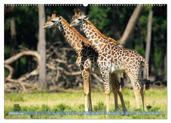 Produktbild: Giraffen - Sanftheit und Anmut (Wandkalender 2026 DIN A2 quer), CALVENDO Monatskalender