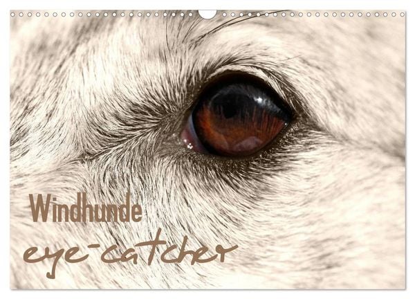 Produktbild: Windhunde eye-catcher (Wandkalender 2026 DIN A3 quer), CALVENDO Monatskalender