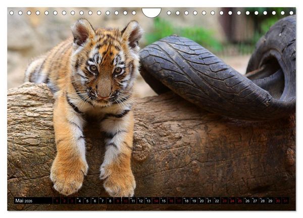 Produktbild: GROSSKATZEN GANZ KLEIN (Wandkalender 2026 DIN A4 quer), CALVENDO Monatskalender