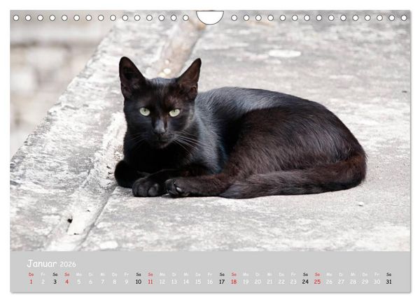 Produktbild: Katzen des S&uuml;dens (Wandkalender 2026 DIN A4 quer), CALVENDO Monatskalender