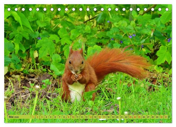 Produktbild: Eckernf&ouml;rde. Eichh&ouml;rnchen im Wappen - das Meer vor der T&uuml;r (Tischkalender 2026 DIN A5 quer), CALVENDO Monatskalender