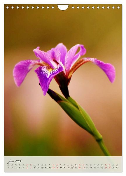 Produktbild: Florale Meisterwerke der Natur (Wandkalender 2026 DIN A4 hoch), CALVENDO Monatskalender