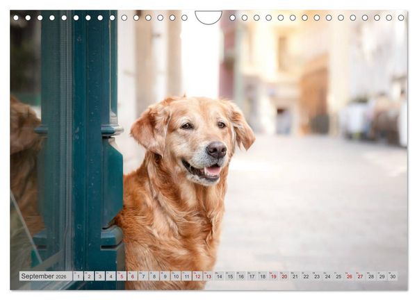 Produktbild: Golden Retriever Hailey Fotokalender (Wandkalender 2026 DIN A4 quer), CALVENDO Monatskalender