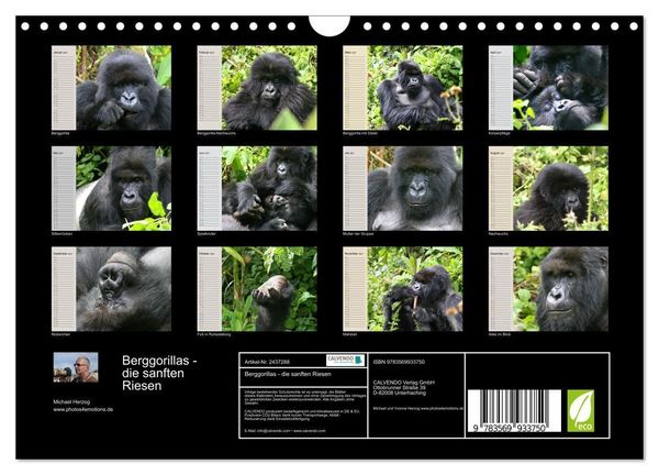 Produktbild: Berggorillas - die sanften Riesen (Wandkalender 2027 DIN A4 quer), CALVENDO Monatskalender