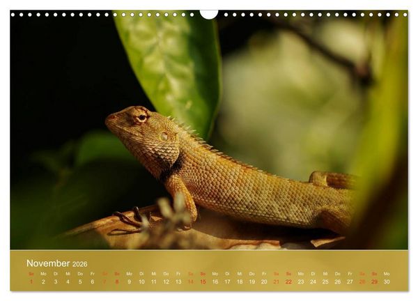 Produktbild: Agamen - Echsen aus der Urzeit (Wandkalender 2026 DIN A3 quer), CALVENDO Monatskalender