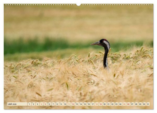 Produktbild: Unsere Vogelvielfalt: Ein Schatz zum Entdecken und Sch&uuml;tzen (hochwertiger Premium Wandkalender 2026 DIN A2 quer), Kunstdruck in Hochglanz