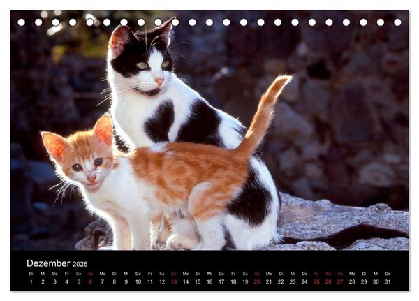 Produktbild: Katzen (Tischkalender 2026 DIN A5 quer), CALVENDO Monatskalender