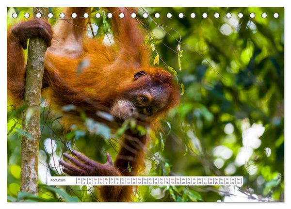 Produktbild: Gunung Leuser Nationalpark und seine Orang Utans (Tischkalender 2026 DIN A5 quer), CALVENDO Monatskalender