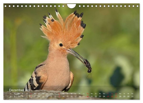 Produktbild: Wiedehopf (Wandkalender 2026 DIN A4 quer), CALVENDO Monatskalender