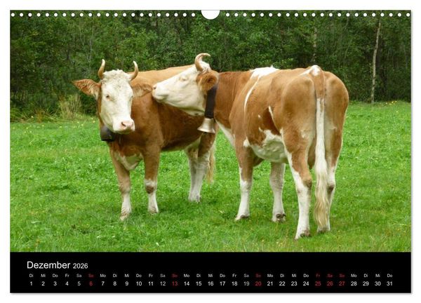 Produktbild: Die Welt der K&uuml;he (Wandkalender 2026 DIN A3 quer), CALVENDO Monatskalender