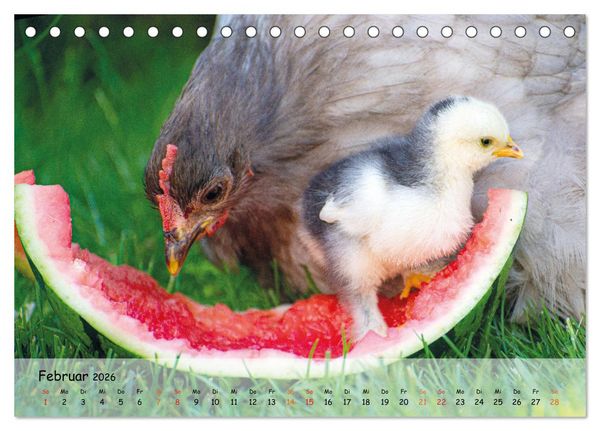 Produktbild: H&uuml;hner im Garten (Tischkalender 2026 DIN A5 quer), CALVENDO Monatskalender