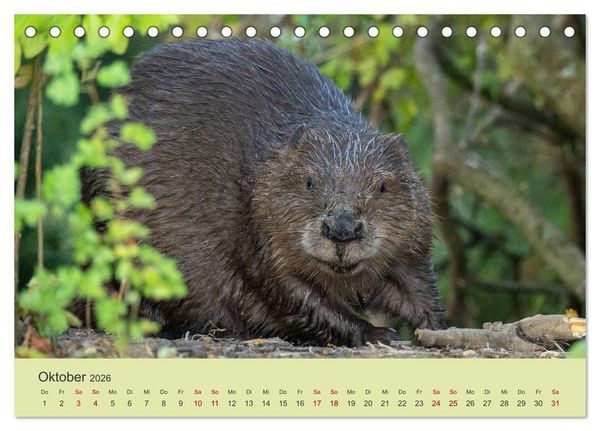 Produktbild: Faszination Biber (Tischkalender 2026 DIN A5 quer), CALVENDO Monatskalender