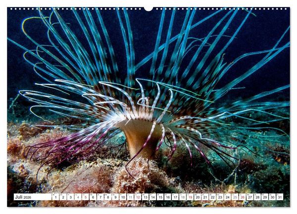 Produktbild: Tauchen im Mittelmeer (hochwertiger Premium Wandkalender 2026 DIN A2 quer), Kunstdruck in Hochglanz