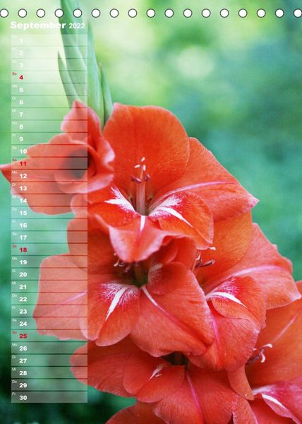 Produktbild: Gladiolenpracht (Tischkalender 2022 DIN A5 hoch)