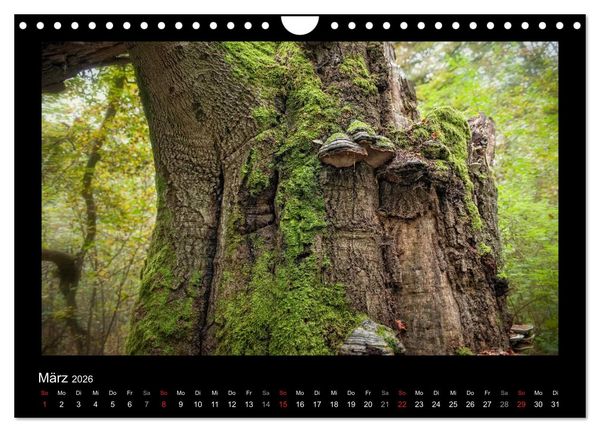 Produktbild: M&auml;rchenhafter Reinhardswald und Urwald Sababurg (Wandkalender 2026 DIN A4 quer), CALVENDO Monatskalender