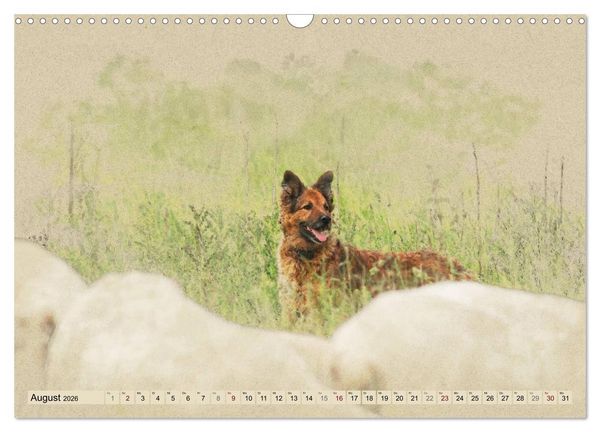 Produktbild: Altdeutsche H&uuml;tehunde 2026 (Wandkalender 2026 DIN A3 quer), CALVENDO Monatskalender