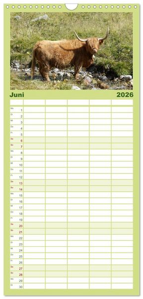 Produktbild: Familienplaner 2026 - K&uuml;he mit H&ouml;rnern mit 5 Spalten (Wandkalender, 21 x 45 cm) CALVENDO
