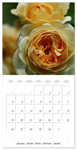 Produktbild: LE PARFUM ENVO&Ucirc;TANT DES ROSES (Calendrier mural carr&eacute; 2026 30x30 cm) Calendrier double avec une page pour vos prises de notes