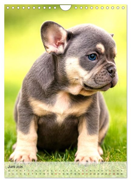 Produktbild: Frenchies Love &ndash; Kleine Schnuten ganz gro&szlig; - Franz&ouml;sische Bulldoggen Welpen unwiderstehlich s&uuml;&szlig; (Wandkalender 2026 DIN A4 hoch), CALVENDO Monatskalender