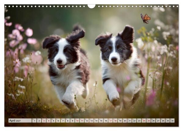 Produktbild: Border Collie - Magische Augenblicke (Wandkalender 2027 DIN A3 quer), CALVENDO Monatskalender