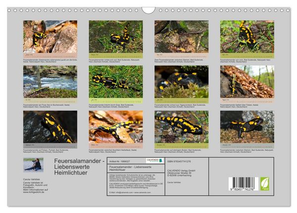 Produktbild: Feuersalamander - Liebenswerte Heimlichtuer (Wandkalender 2026 DIN A3 quer), CALVENDO Monatskalender