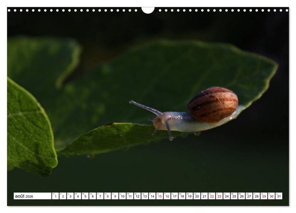 Produktbild: Admirons les escargots (Calendrier mural 2026 DIN A3 vertical), CALVENDO calendrier mensuel