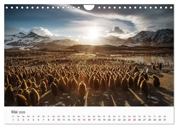 Produktbild: Pinguine - Die sympathischen Frack-Tr&auml;ger (Wandkalender 2026 DIN A4 quer), CALVENDO Monatskalender