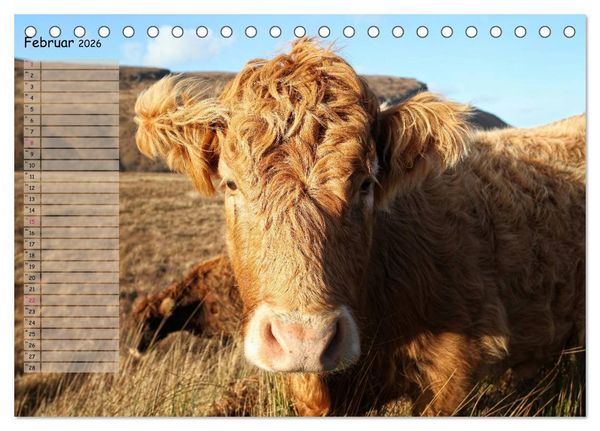 Produktbild: Schottische Hochlandrinder - Highland Cattle im Portrait (Tischkalender 2026 DIN A5 quer), CALVENDO Monatskalender