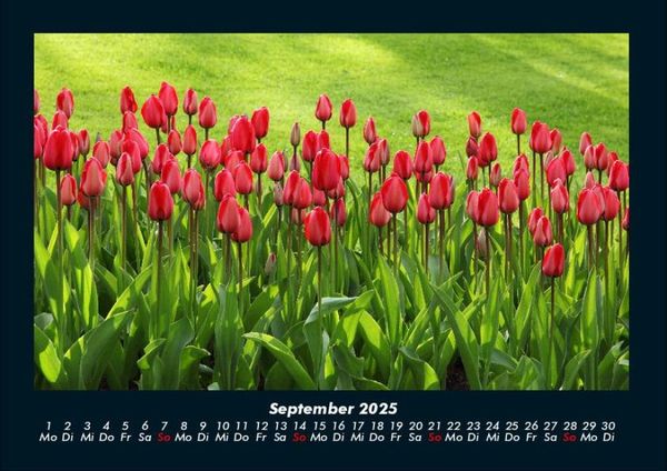Produktbild: Blumenkalender 2025 Fotokalender DIN A4