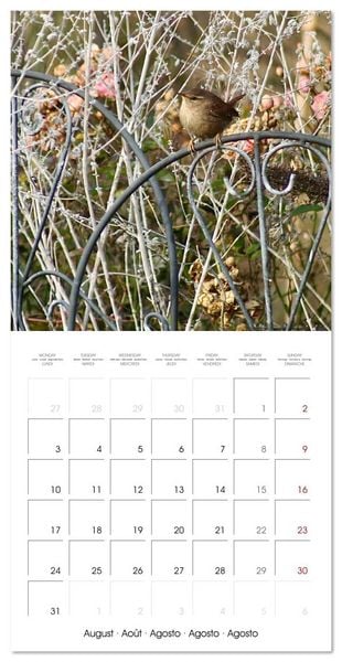 Produktbild: WILD GARDEN ANIMALS (Wall Calendar 2026 12 &times; 12 Inch) CALVENDO 12 Month Wall Calendar