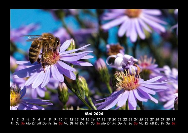 Produktbild: Bien 2026 Fotokalender DIN A3