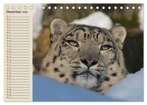 Produktbild: Schneeleoparden. Geschmeidige Gebirgsj&auml;ger (Tischkalender 2026 DIN A5 quer), CALVENDO Monatskalender
